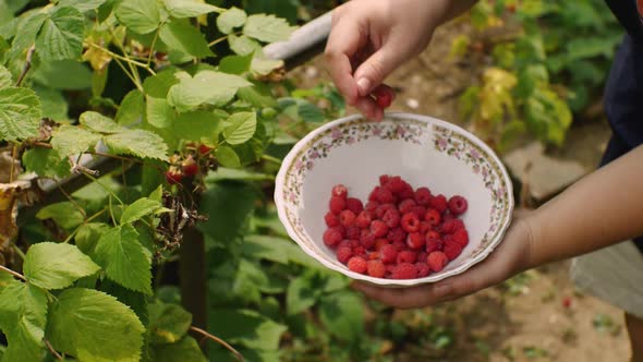 Women's Hands in a Deep Plate Collect Raspberries From the Bushes alt