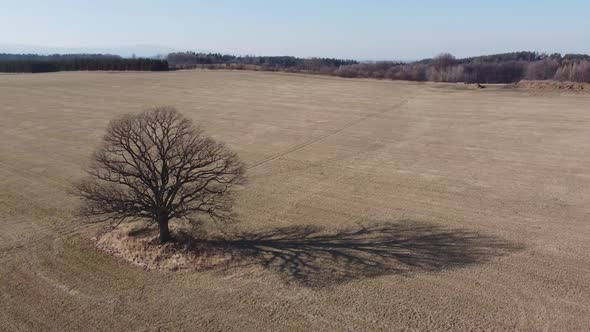 Tree In The Middle Of The Field