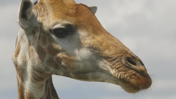 Close up of the head of a giraffe eating at Kruger National Park, South Africa. alt