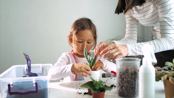 Little child girl replant a flower at home, indoor