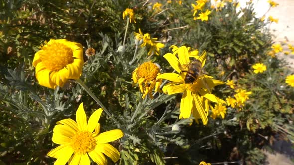 Yellow Flowers And Bee