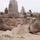 Lots of seals are resting on the beach, big colony at Cape Cross, Namibia, 4k - VideoHive Item for Sale