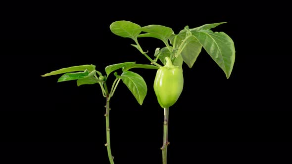 Time Lapse of Growth Sweet Bell Peppers Plants alt