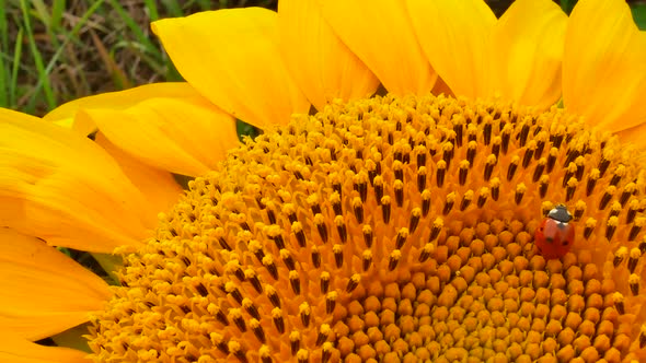 Ladybug or Ladybird Runs on Sunflower