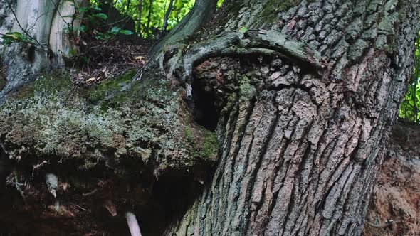 Exposed Tree Roots in Natural Loess Ravine alt