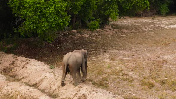 Elephant in a Nature Reserve in Sri Lanka alt