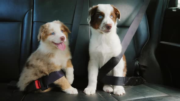Two Puppy Passengers Traveling Together in the Back of the Car alt