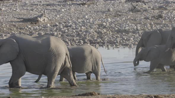 Elephant Herd in the Waterhole