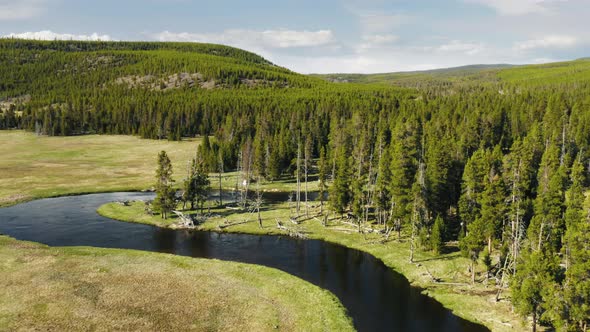 Drone Flying Back Over Spruce Conifer Treetops Nature Background  Footage alt