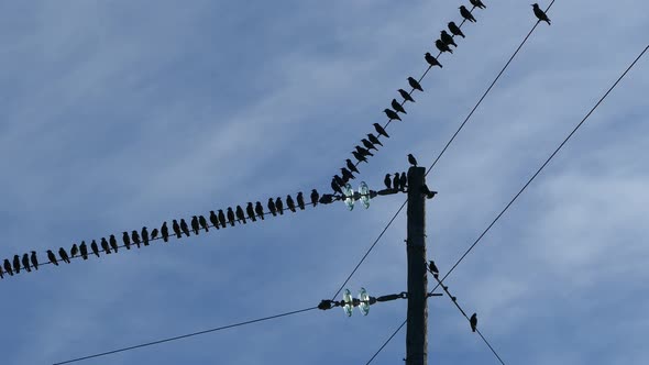 Little birds on an electric pole  alt