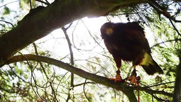 Falcon eagle perching on tree branch alt