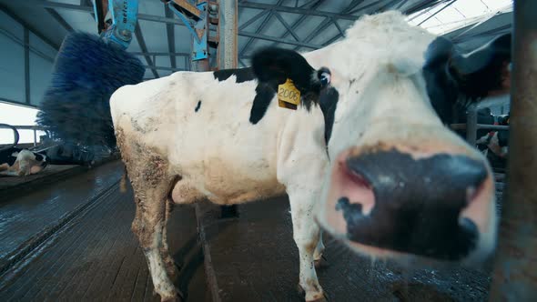 Close Up of a Farm Cow Trying to Sniff the Camera alt