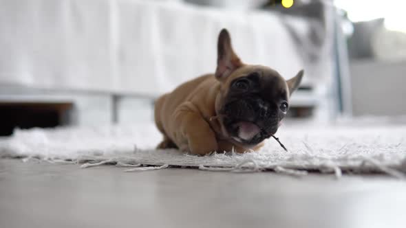 Funny French Bulldog on the Carpet in the Light and Bright Room alt