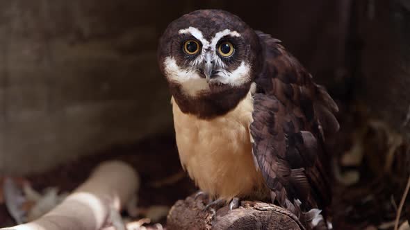 Spectacled Owl slowly moving its head as it stares alt