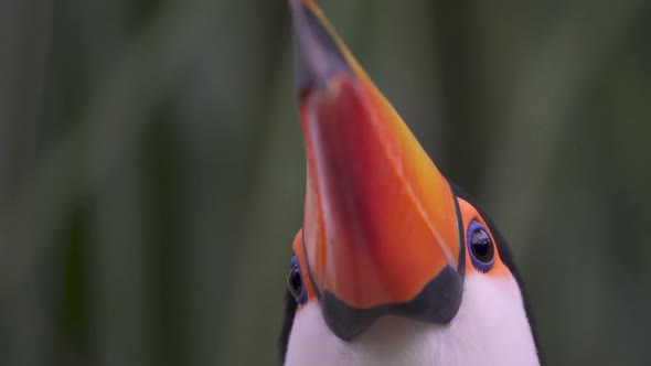 Extreme close up shot of a Toucan looking up and blinking on a rainy day. Low angle alt