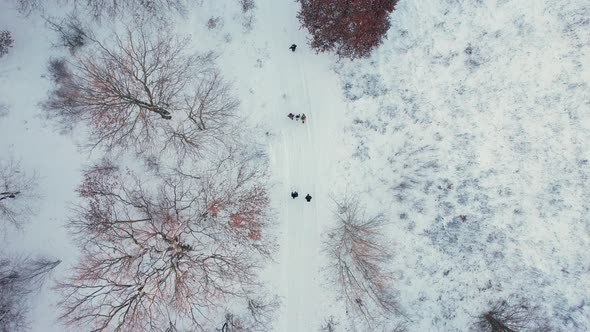 Aerial Top Down Drone View of Group of People Walking between Trees on a Field Covered with Snow