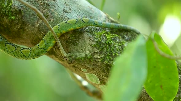 Sri Lankan green pit viper Craspedocephalus trigonocephalus Ceylon pit viper green snake endemic pet alt
