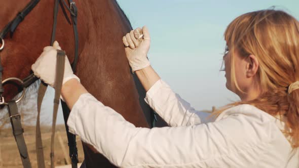 Veterinarian Vaccinates Horse Protects Against Diseases Treats Syringes