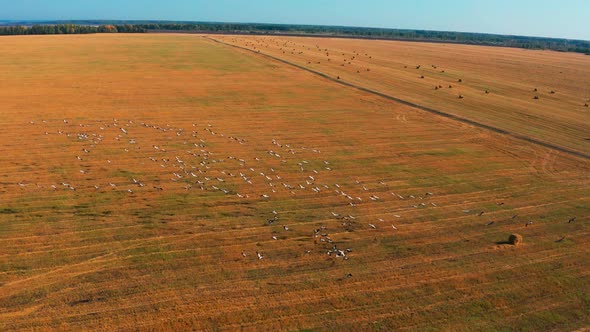 Aerial View of a Flock of Birds Flying Over a Field in Sunny Summer Weather alt