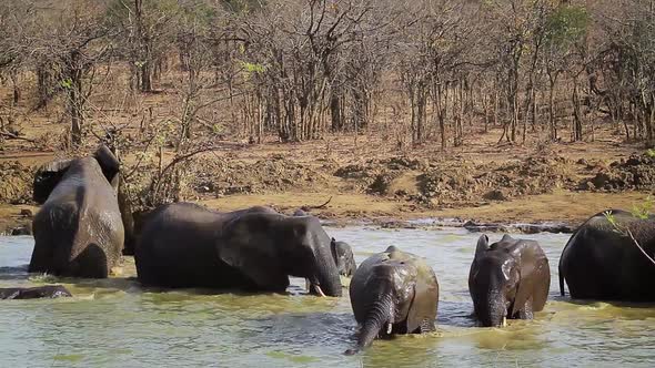 African bush elephant in Kruger National park, South Africa alt