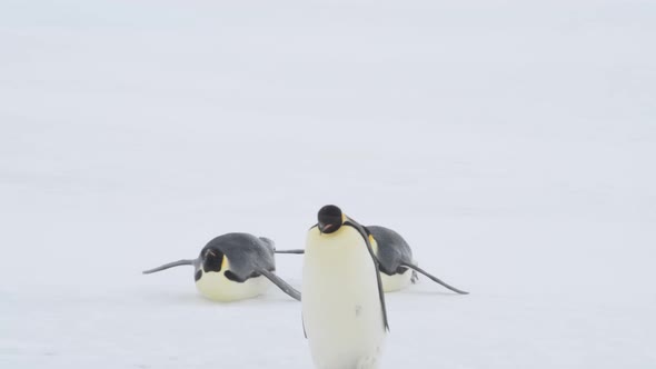 Emperor Penguins on the Snow in Antarctica