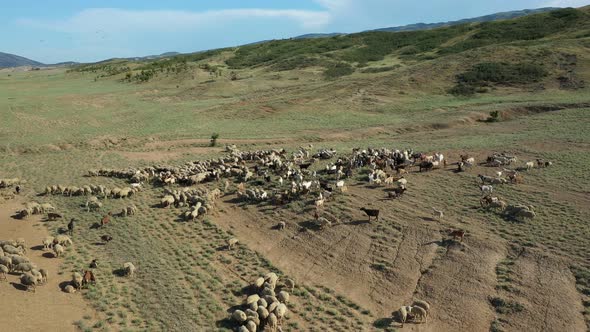 Aerial View of Beautiful Herd of Sheep and Goats in Dagestan Field