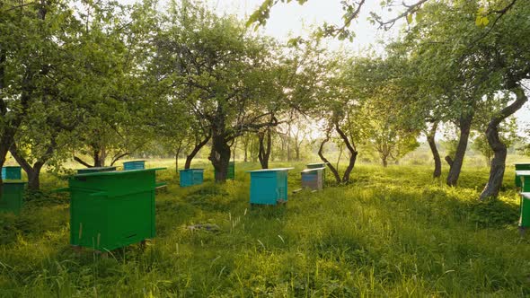 Honey Bee Hives in Against Sunset Background