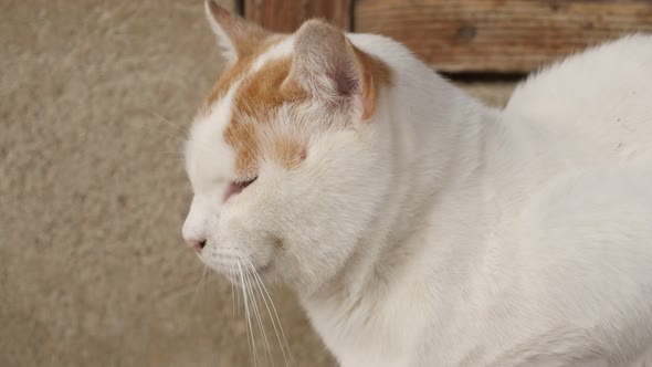 Domestic white cat have a nap in the yard 4K 2160p 30fps UltraHD footage - Felis silvestris catus do alt
