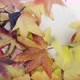 Wind blows colorful autumn leaves - VideoHive Item for Sale