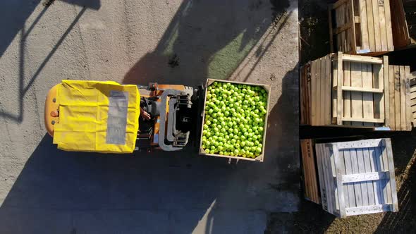 Harvest of Apples Small Loader Forklift Truck Machine Loads Puts Large Wooden Boxes Full of Green alt