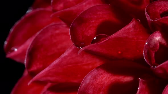 Surreal Dark Chrome Red Flower Dahlia Macro on Black Background alt