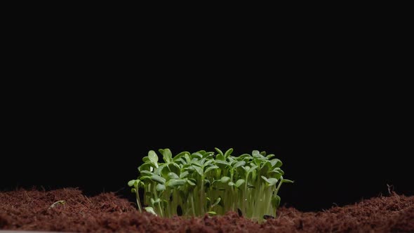 Microgreens Grow Through the Soil