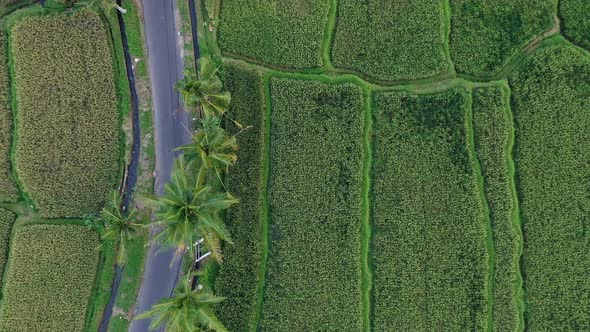 Flying Above the Beautiful Verdant Ricefields Of Bali Indonesia - aerial shot alt
