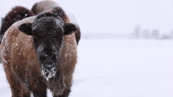 bison calf looks at you then away in snowstorm slomo alt