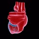 Heart Xray - VideoHive Item for Sale