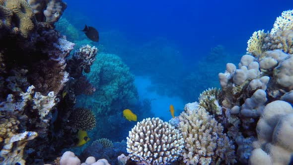 Coral Reef and Fishes Underwater alt