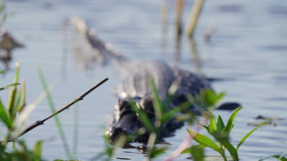an Yacare Caiman stands alertness on lake surface. focus behind foliage alt