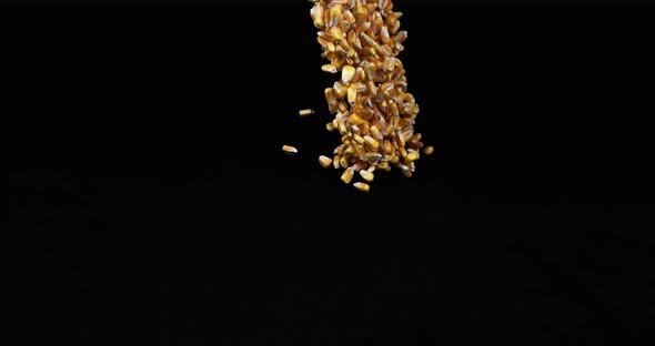 Corn, zea mays falling against Black Background, Slow motion 4K alt