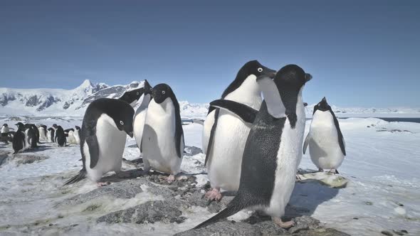 Antarctic Adelie Penguin Colony Play Timelapse alt