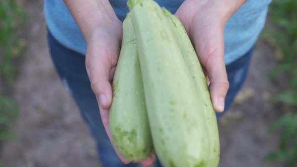 Farmer Holds Organic Zucchini on the Field.