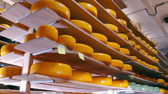 Storage of Cheese of Different Varieties on Wooden Shelves in the Refrigerator. Cheese on the alt