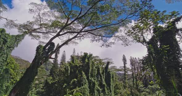 Rainforest Green Canopy alt