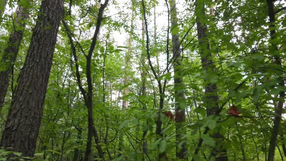 Trees in the Forest During the Day alt