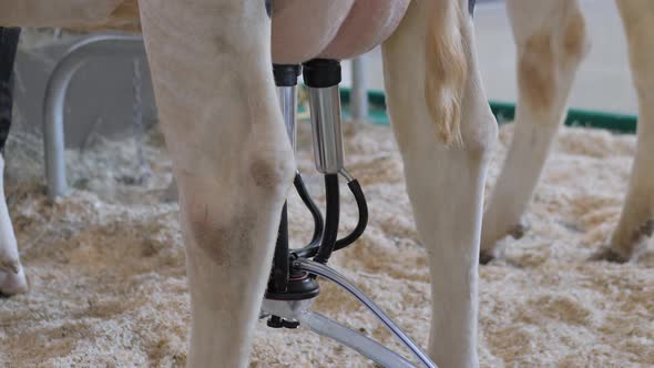 Portable Milking Suction Machine with Teat Cupt During Work with Cow Close Up
