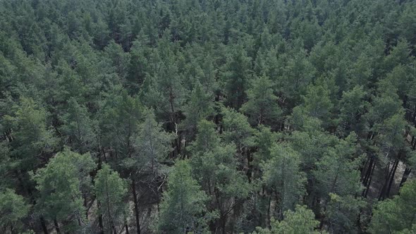 Green Pine Forest By Day Aerial View alt