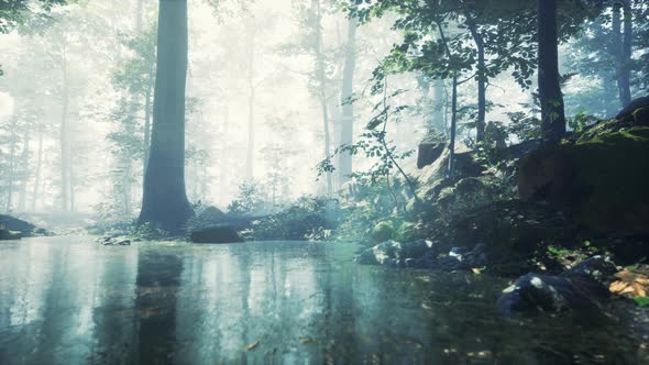 Forest with Pond and Mist with Sunrays alt