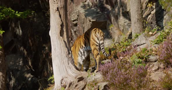 Tiger Walking Down the Mountain in the Forest