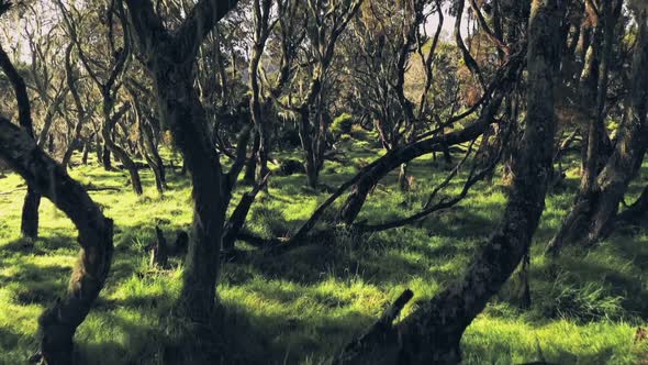 Mysterious magical Giant Heather forest in Aberdare National Park, Kenya, Aerial drone view past bra alt