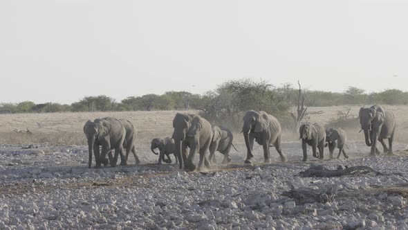 Elephant Family Walking in Line