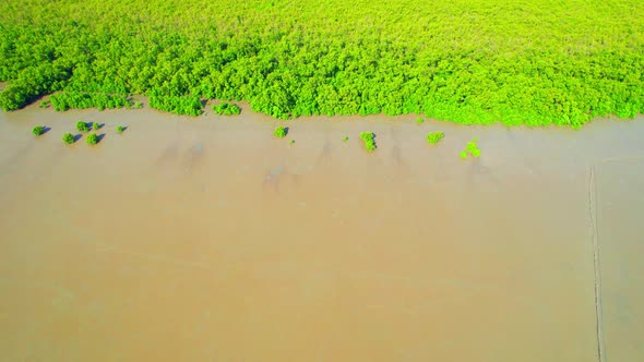 An aerial view from a drone flying over the coastal mangrove forests at low tide alt